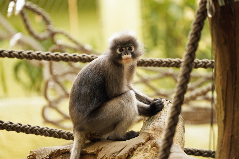 Brillenlanguren  Foto: © Zoo Dresden
