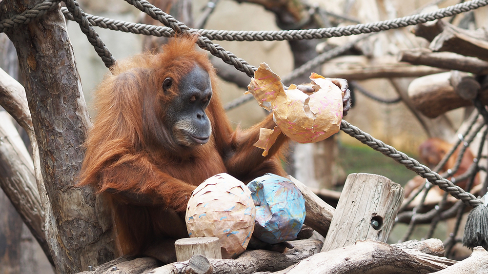 Oster Pinatas fur die Orang Utans, Weibchen Dokana packt die Pinatas aus. Foto: Zoo Leipzig