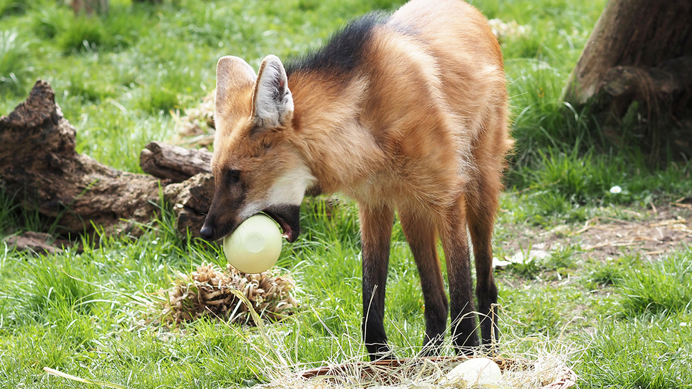 Tierisches Osterspektakel mit den Mähnenwölfen. Foto: Zoo Leipzig