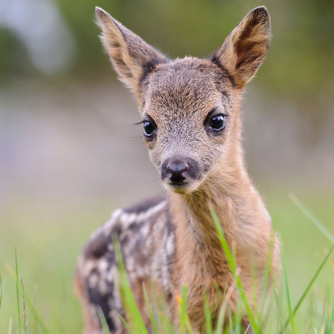 So süß: Am besten lässt sich der wilde Nachwuchs mit dem Fernglas beobachten. Foto: DJD/DJV/Willi Rolfes