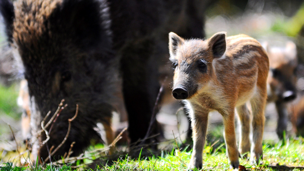 pSo niedlich Frischlinge auch sind: Mit der Bache ist nicht zu spaßen. Gerade Hundebesitzer sollten unbedingt Abstand halten. Foto: DJD/DJV/Anna Lena Kaufmann