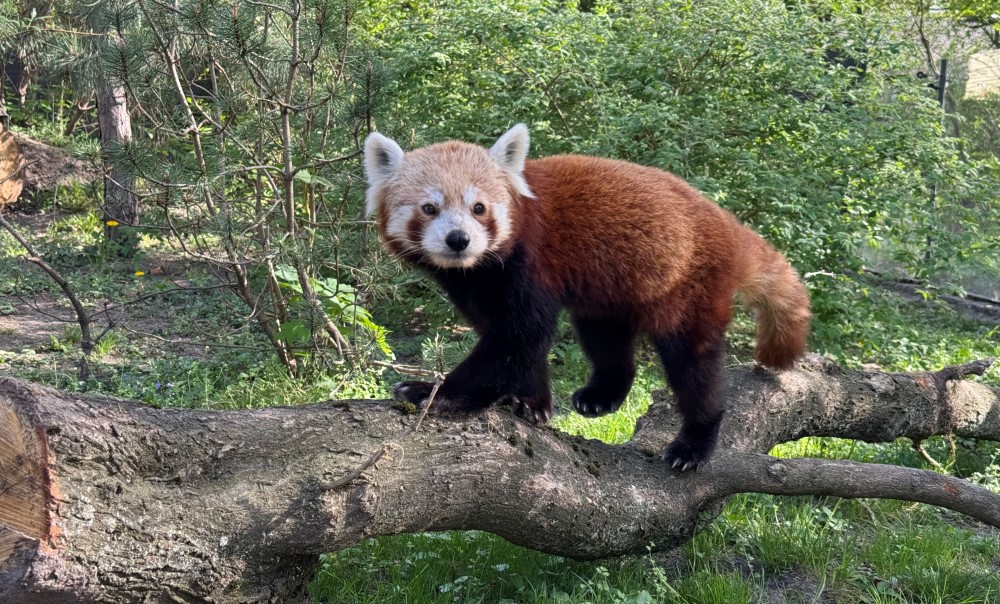 Foto: © Zoo Dresden