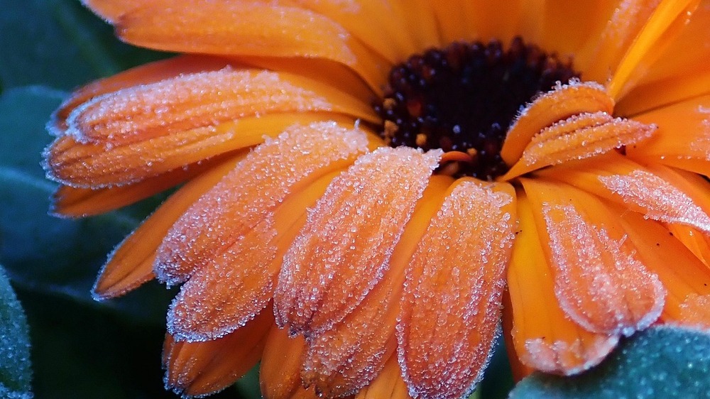 „Vor Nachtfrost du nie sicher bist, bis Sophie vorüber ist“ – die Eisheiligen nahen. . Foto: Beverly Buckley (Pixabay)