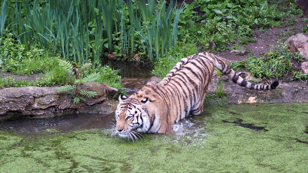 Abtauchen ins Abenteuer - mehr über die Amurtiger erfahren @ Zoo Leipzig