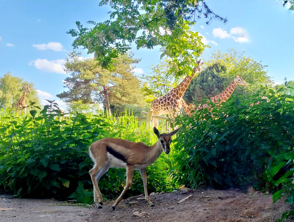 Kiwara Savanne Lebensraum für verschiedene Tierarten      Foto: © Zoo Leipzig