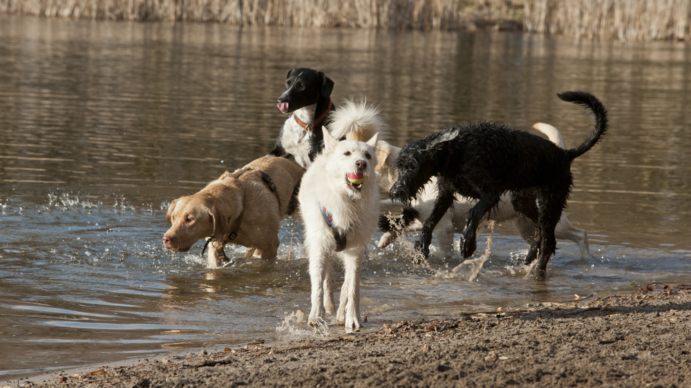 iele Hunde lieben im Sommer eine Abkühlung. Foto: Sabine Munch