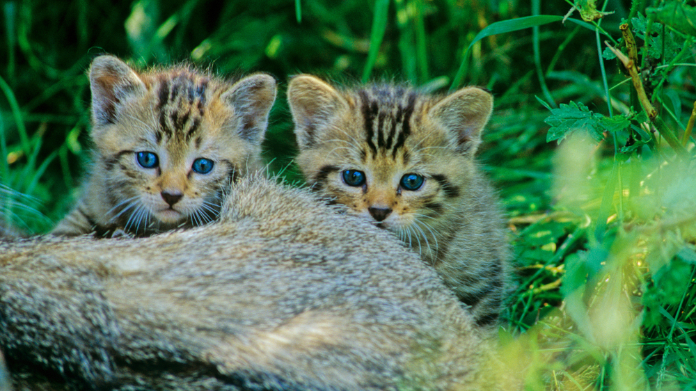 Junge Wildkatzen. Foto: Thomas Stephan