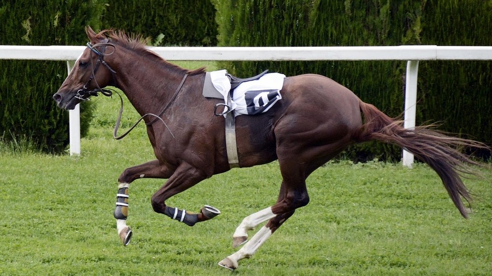 18. Großes Bautzener Reitturnier startet Ende Juli. Foto (Pixabay)