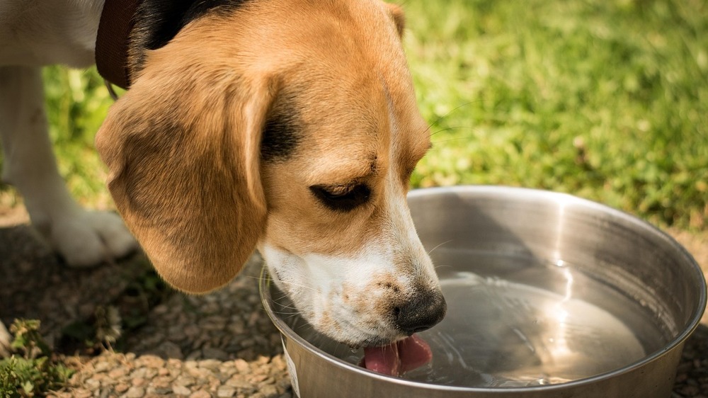 Auch Hunde können sehr schnell einen Hitzschlag erleiden,  sie sollten vorallem bei den heißen Temperaturen genügend zu saufen bekommen. Symbolfoto (Pixabay)
