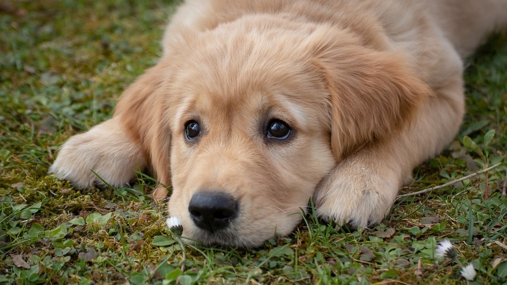 Nicht nur Menschen sondern auch Tiere leiden unter Hitze, wichtige Tipps vom Tierschutz. Symbolfoto (Pixabay)