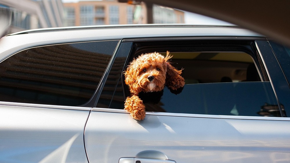 Die größte Gefahr im Sommer ist , wenn Hunde längere Zeit in überhitzten Fahrzeugen zubringen müssen. Symbolfoto (Pixabay)