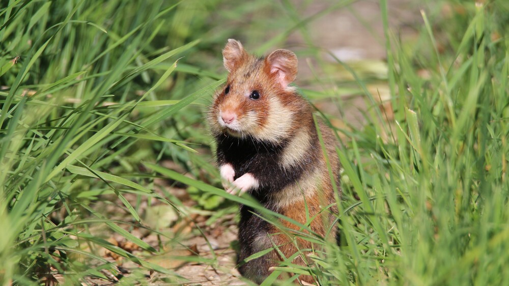 Feldhamster aufrecht sitzend im Gras Symbolbild © LfULG/Archiv Naturschutz/Frank Berger