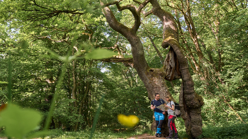Zu Fuß erkunden Wanderer das UNESCO-Weltnaturerbe Hainich mit seiner ursprünglichen Natur und genießen die landschaftliche Vielfalt des Naturparks Eichsfeld-Hainich-Werratal. Foto: DJD/Welterberegion Wartburg Hainich/Tino Sieland