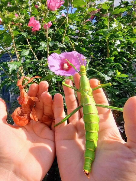 Auf Tuchfühlung mit Australischer Gespenstschrecke und Wandelnder Bohne @ Zoo Leipzig