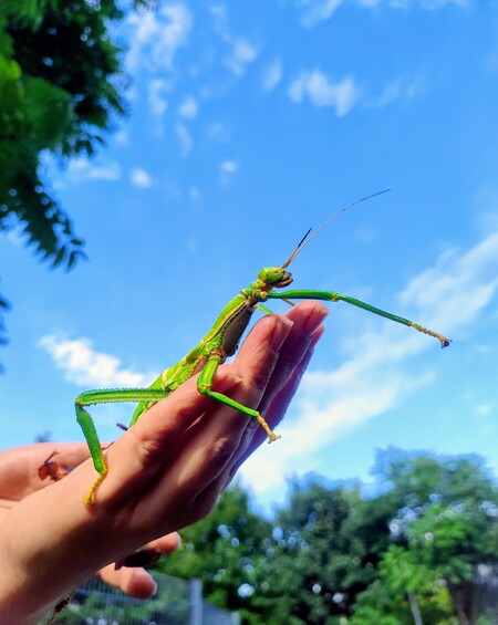 Das große Krabbeln im Zoo Leipzig - mit der Wandelnden Bohne auf Tuchfühlung gehen @ Zoo Leipzig
