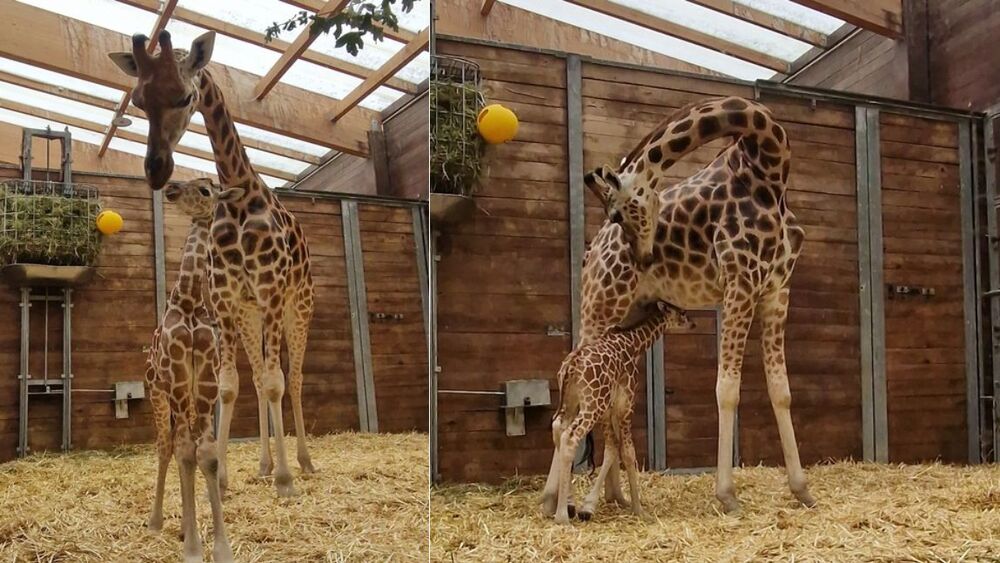 Tamika mit ihrer Tochter @ Zoo Leipzig