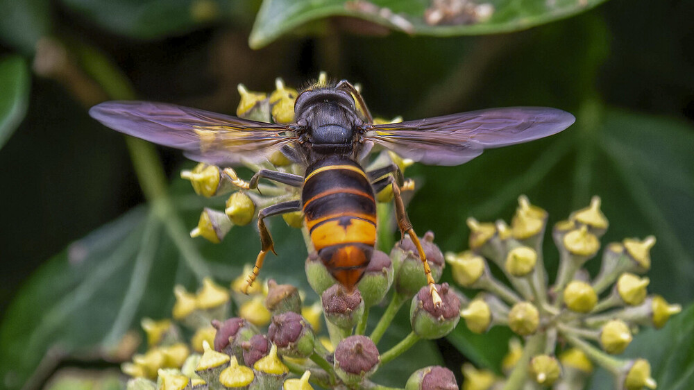 Asiatische Hornisse Foto: Ulrich und Karin Klein/NABU-Naturgucker.de