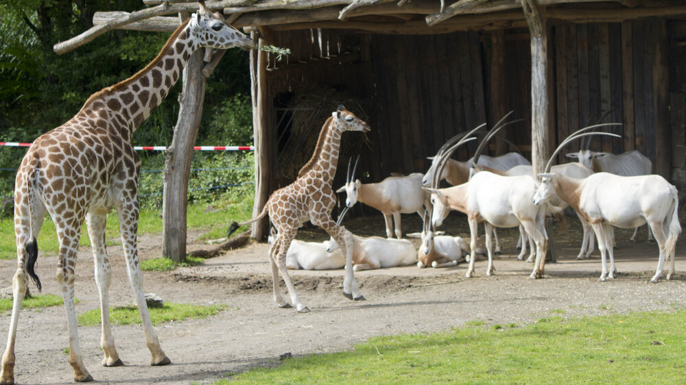 Begleitet von Halbschwester Niara entdeckt Tamikas Tochter die Säbelantilopen @ Zoo Leipzig
