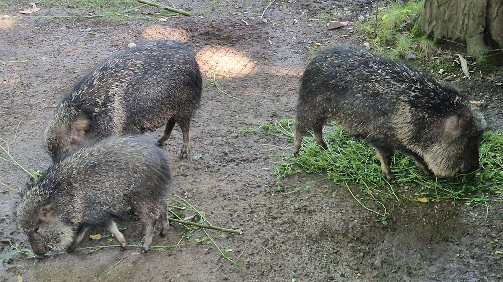 Neuzugang bei den Pekaris @ Zoo Leipzig