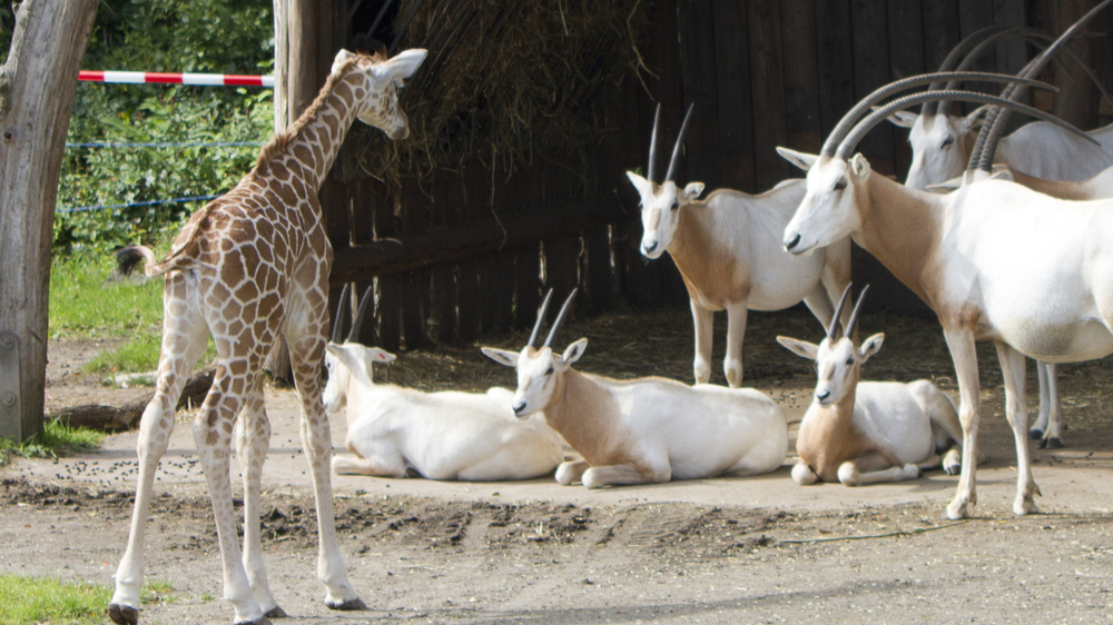 Tamikas Tochter lernt die Säbelantilopen kennen @ Zoo Leipzig
