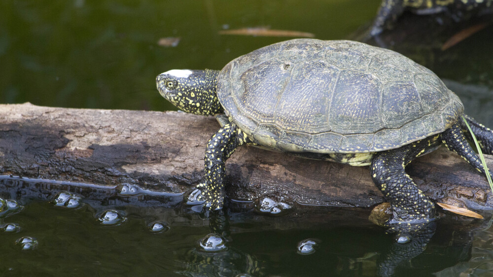 Europaische Sumpfschildkröte. Foto: Zoo Leipzig 