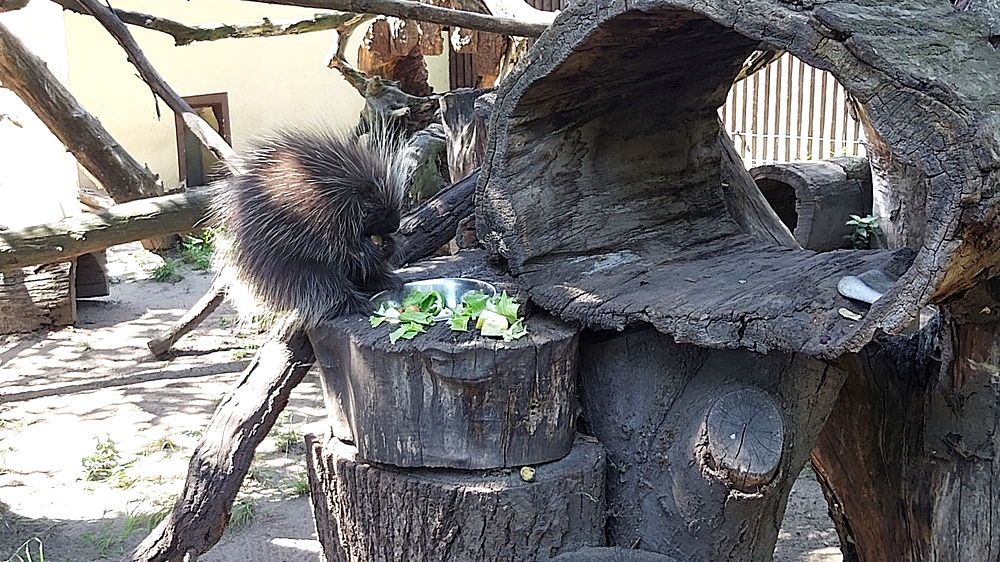 Eine gute Figur machen auch immer die Baumstachler. Foto:MeiDresden.de/ Frank Loose