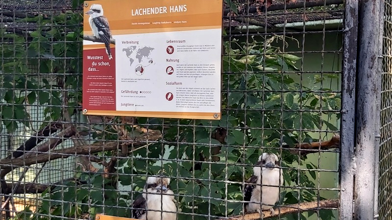 Ein Vogel der seinem Namen nach immer gute Laune hat ist der "Lachende Hans". Foto: MeiDresden.de/ Frank Loose
