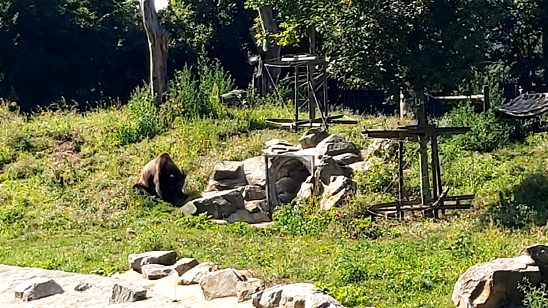 Die Bären sind los! Auf der Schloßinsel gibt es ein weitläufiges Gehege wo man die Bären in Ruhe beobachten kann. Foto: MeiDresden.de/ Frank Loose