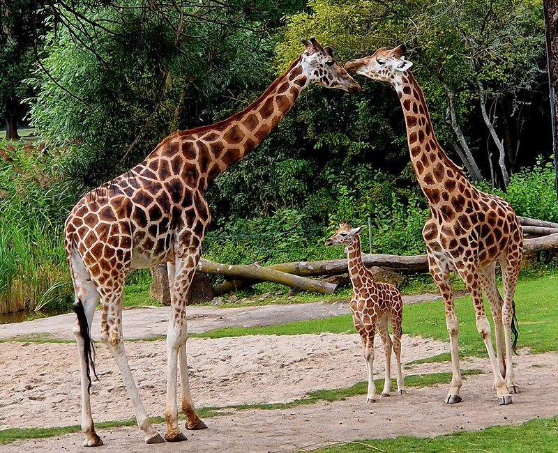 Giraffenjungtier mit Mutter Tamika und Jamal @ Zoo Leipzig