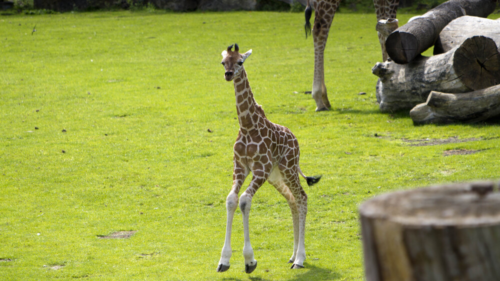 Tamikas Tochter @ Zoo Leipzig