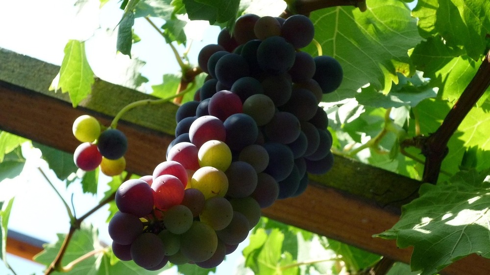 Tage des offenen Weingutes bei den Winzern in Meißen Foto: Esther Merbt (Pixabay)