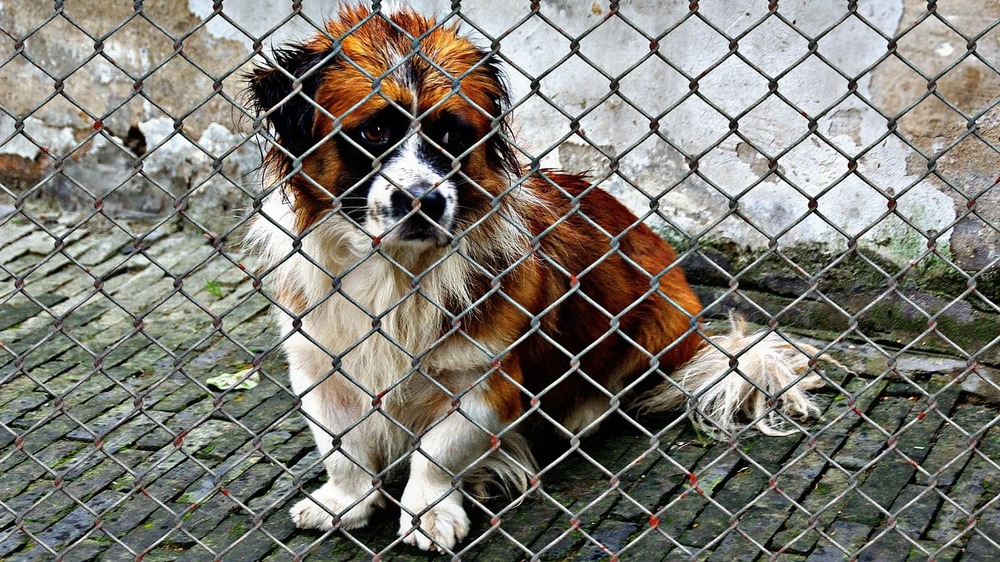 Tierschutz genießt auch weiterhin hohen Stellenwert in Sachsen. Foto: Alexa (Pixabay)
