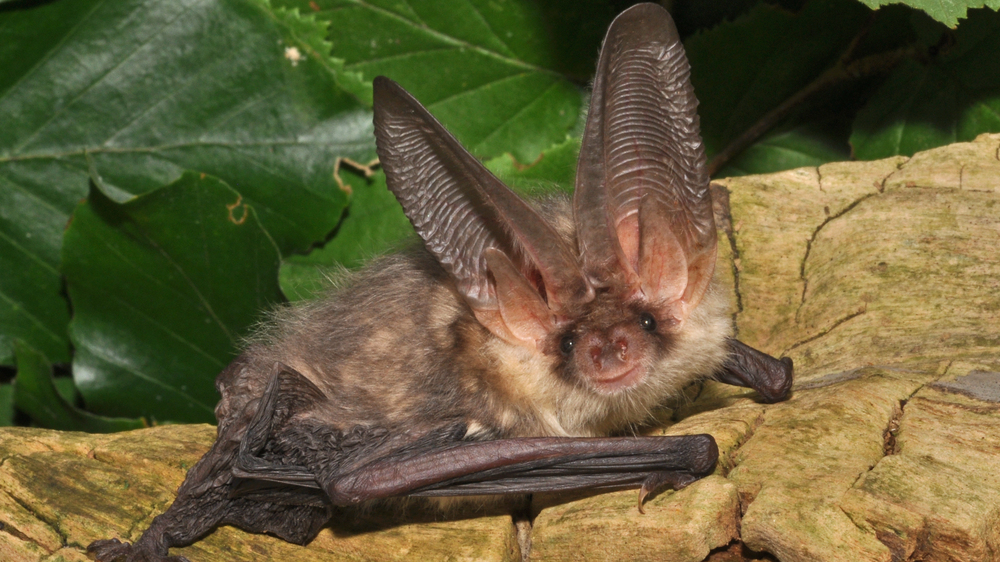 Braunes Langohr  Foto: Eckhard Grimmberger