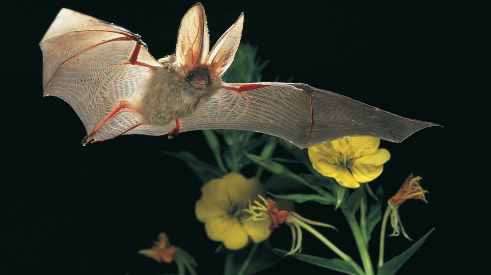 Braunes Langohr. Foto: Dietmar Nill 