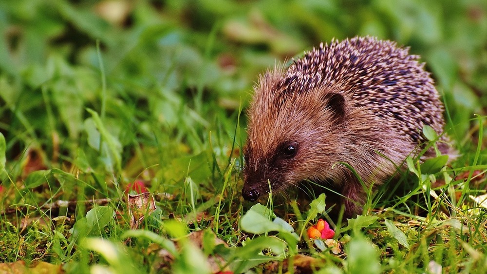 Deutschland sucht Igel und Maulwurf - Vom 19. bis 29. September Gartenbewohner beobachten und melden. Foto:  Alexas Fotos (Pixabay)