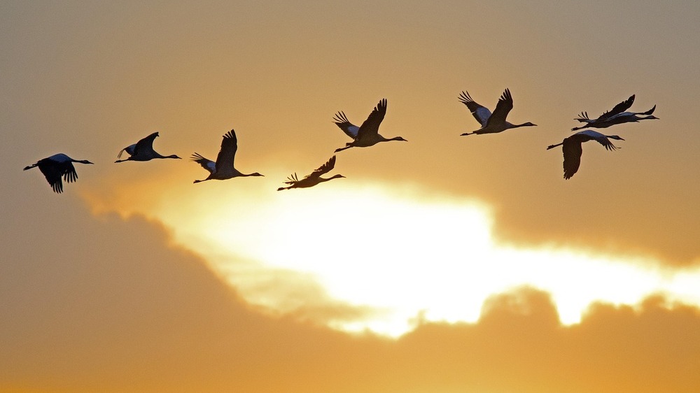 Mit dem nahenden Ende des Sommers ziehen auch die Kraniche wieder. Foto: Georg Wietschorke ( Pixabay)