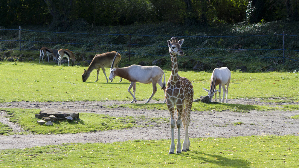Tochter von Tamika bekommt am Samstag ihren Namen - Abstimmung bis Freitag @ Zoo Leipzig