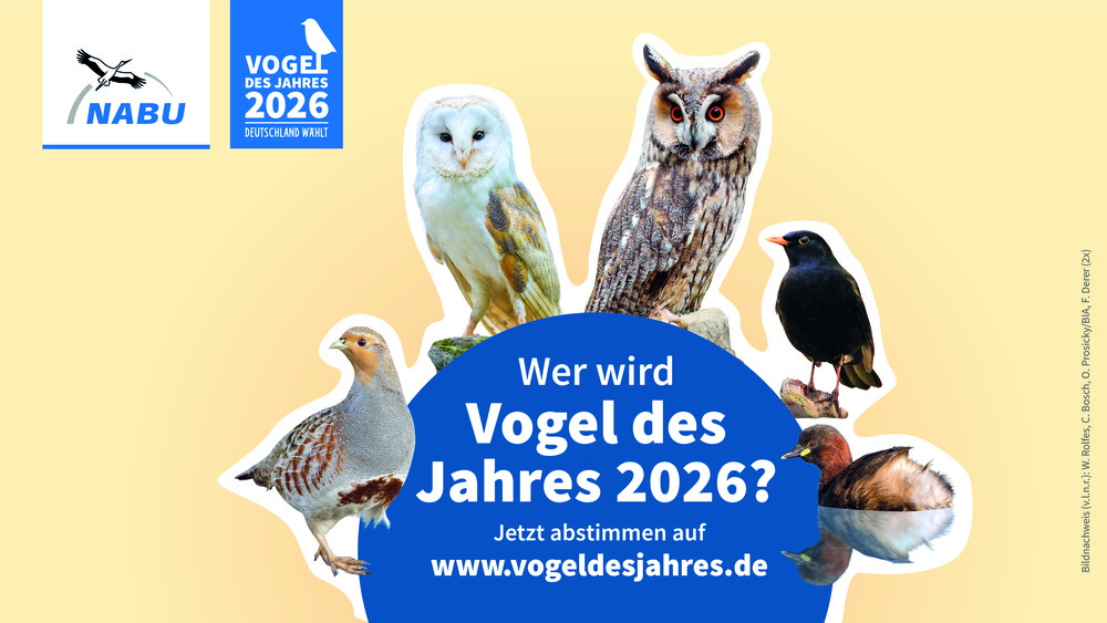NABU Vogel des Jahres  2026. Copyright: NABU/W. Rolfes, C. Bosch, O. Prosicky/BIA, F. Derer