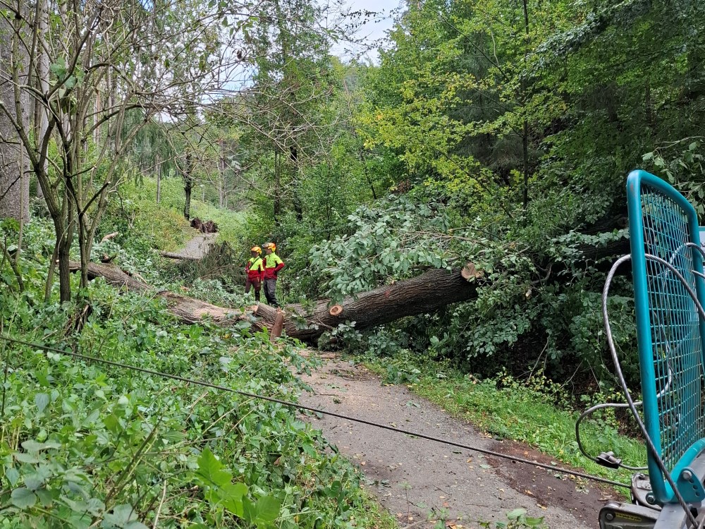 Windbrüche am Füllhölzelweg  Foto: M Leuschke