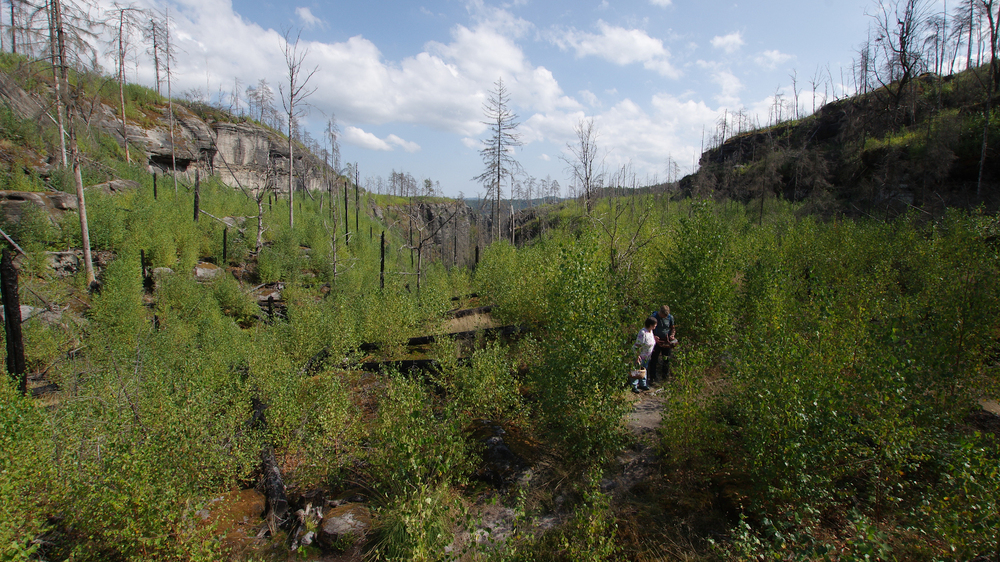 Auf der Brandfläche in den Richterschlüchten wächst ein neuer Wald heran. Das Tempo der Natur ist kaum zu glauben – vielleicht gehören Pilze zu ihren Wegbereitern.. Foto: Hartmut Landgraf
