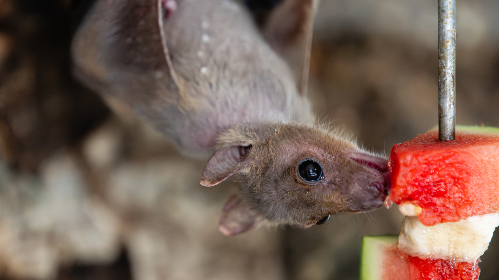 Nilflughunde im Tierschutzzentrum Weidefeld des Deutschen Tierschutzbundes. Foto:, Deutscher Tierschutzbund e.V. / Marc Jeworrek