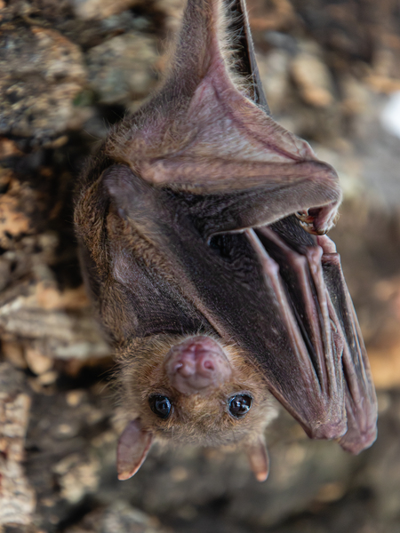Nilflughunde im Tierschutzzentrum Weidefeld des Deutschen Tierschutzbundes. Foto:, Deutscher Tierschutzbund e.V. / Marc Jeworrek