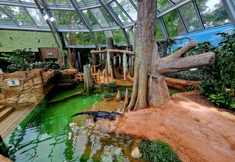 Mississippi-Alligator im neuen Terrarium @ Zoo Leipzig