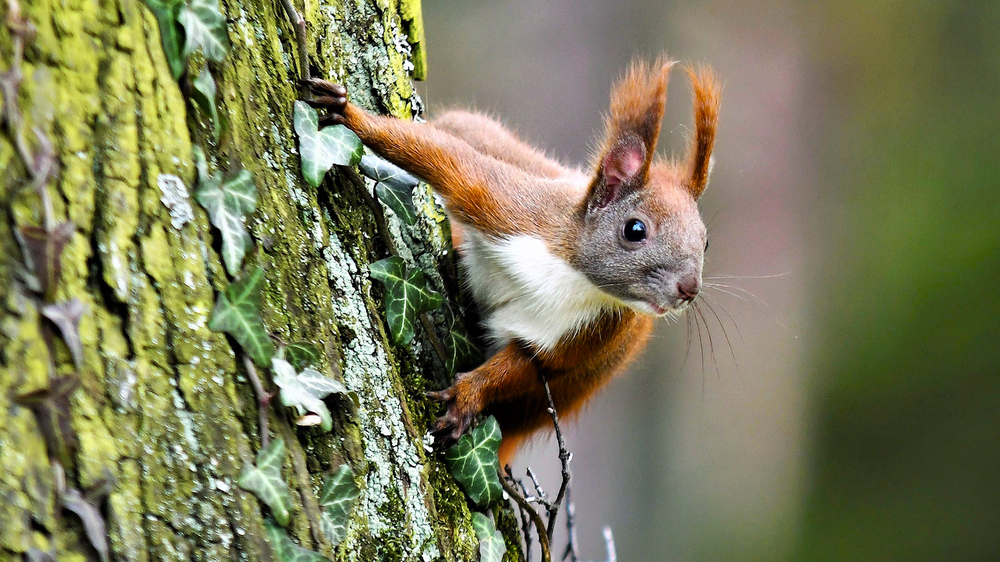 Eichhörnchen im Pillnitzer Park Foto Jaqueline Graefe