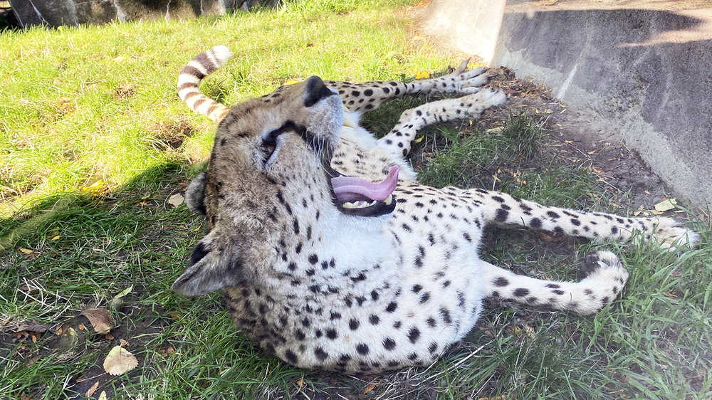 Gepardin Nandi genießt das Herbstwetter. Foto: Zoo Leipzig