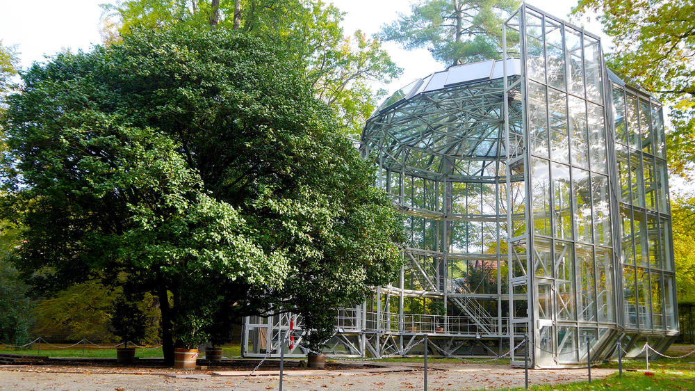 Kamelienhausverschiebung im Herbst. Foto: Staatliche Schlösser, Burgen und Gärten Sachsen gemeinnützige GmbH
