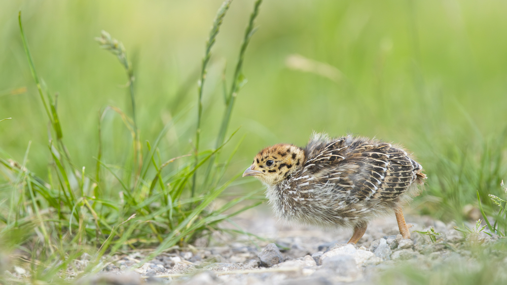 Junges Rebhuhn - Foto: Hermann Hirsch