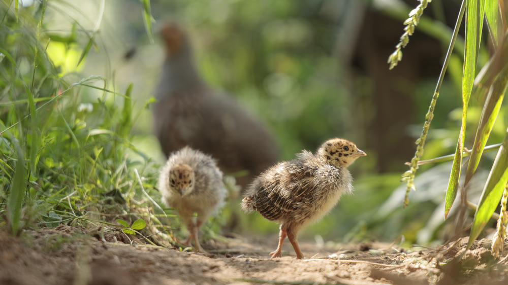 Junge Rebhühner - Foto: Hermann Hirsch