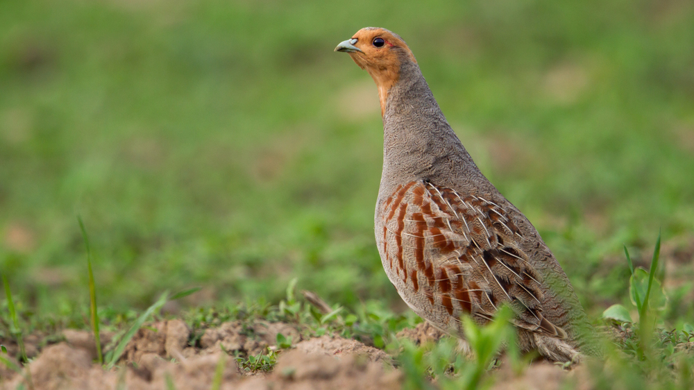 Rebhuhn - Vogel des Jahres. Foto: Jan Piecha