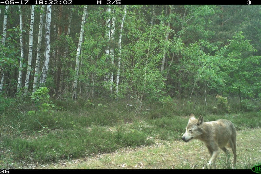 Foto: Lupus, Wildkamera, Screenshot Videoaufzeichnung